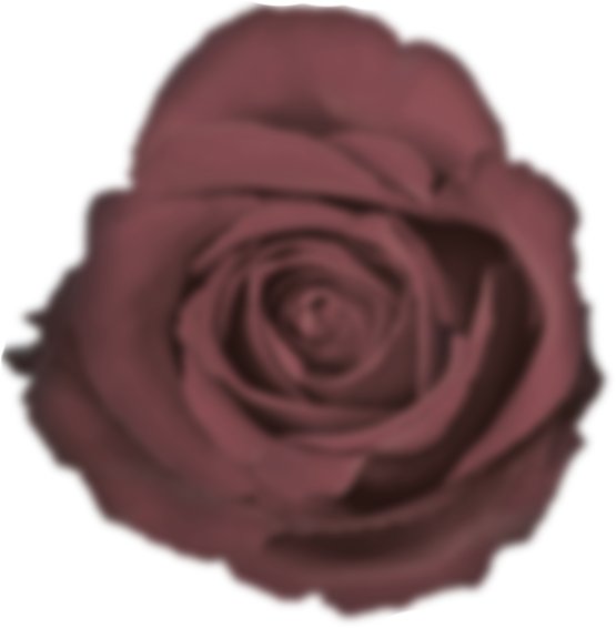 big-rose