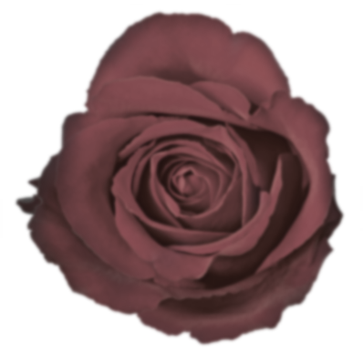 small-rose